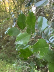 Olea capensis capensis