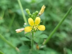 Cleome viscosa