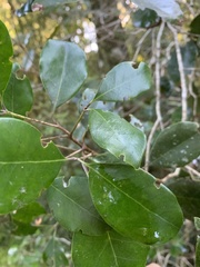 Olea capensis capensis