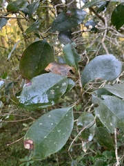 Olea capensis capensis