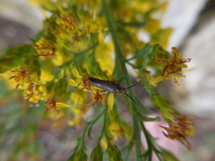 Scythris fuscicomella