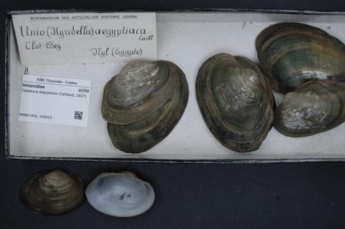 Coelatura aegyptiaca