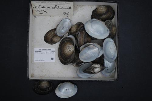 Coelatura aegyptiaca