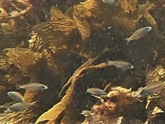 Caesioscorpis theagenes