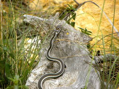 Masticophis taeniatus