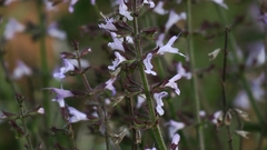 Salvia triangularis