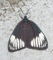 Cyclosia papilionaris