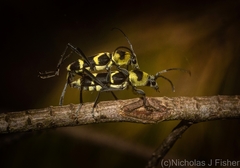 Chlorophorus curtisi