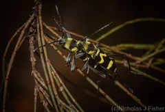 Chlorophorus curtisi