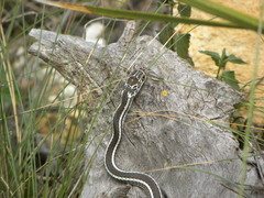 Masticophis taeniatus