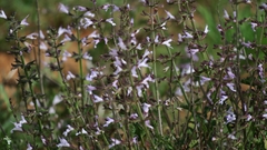 Salvia triangularis