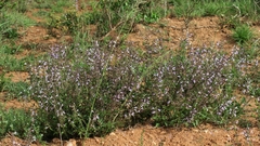 Salvia triangularis