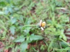 Tridax procumbens