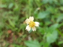 Tridax procumbens