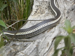 Masticophis taeniatus