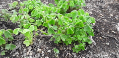 Oxalis tuberosa