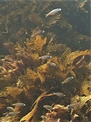 Caesioscorpis theagenes