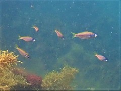 Caesioscorpis theagenes