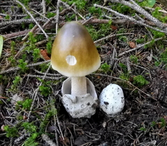 Amanita submembranacea