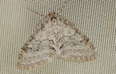 Trichopteryx carpinata