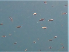 Caesioscorpis theagenes