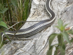 Masticophis taeniatus