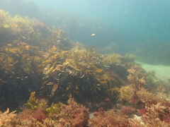 Caesioscorpis theagenes