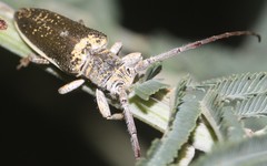 Rhytiphora decipiens