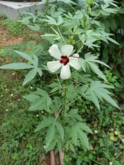 Malvaceae