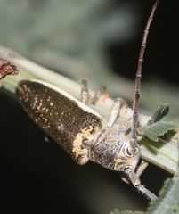 Rhytiphora decipiens