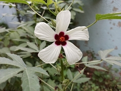 Malvaceae