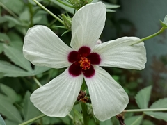 Malvaceae