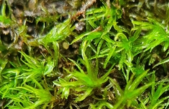 Didymodon sinuosus
