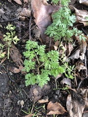 Apiaceae