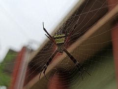 Argiope