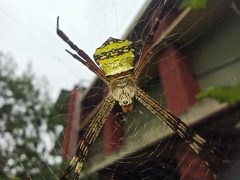 Argiope