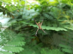Argiope
