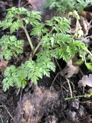 Apiaceae