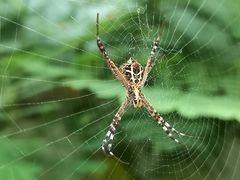 Argiope