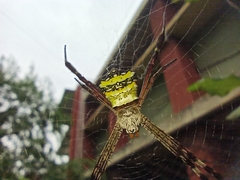 Argiope