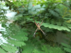 Argiope