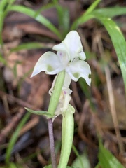 Disperis lindleyana