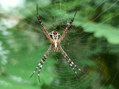 Argiope