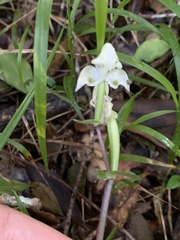 Disperis lindleyana