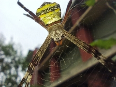 Argiope