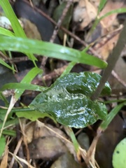 Disperis lindleyana