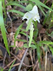 Disperis lindleyana