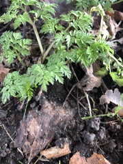 Apiaceae