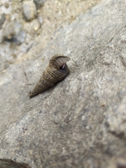 Cerithideopsis