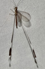 Nemopterinae